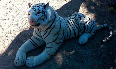 English White Tiger